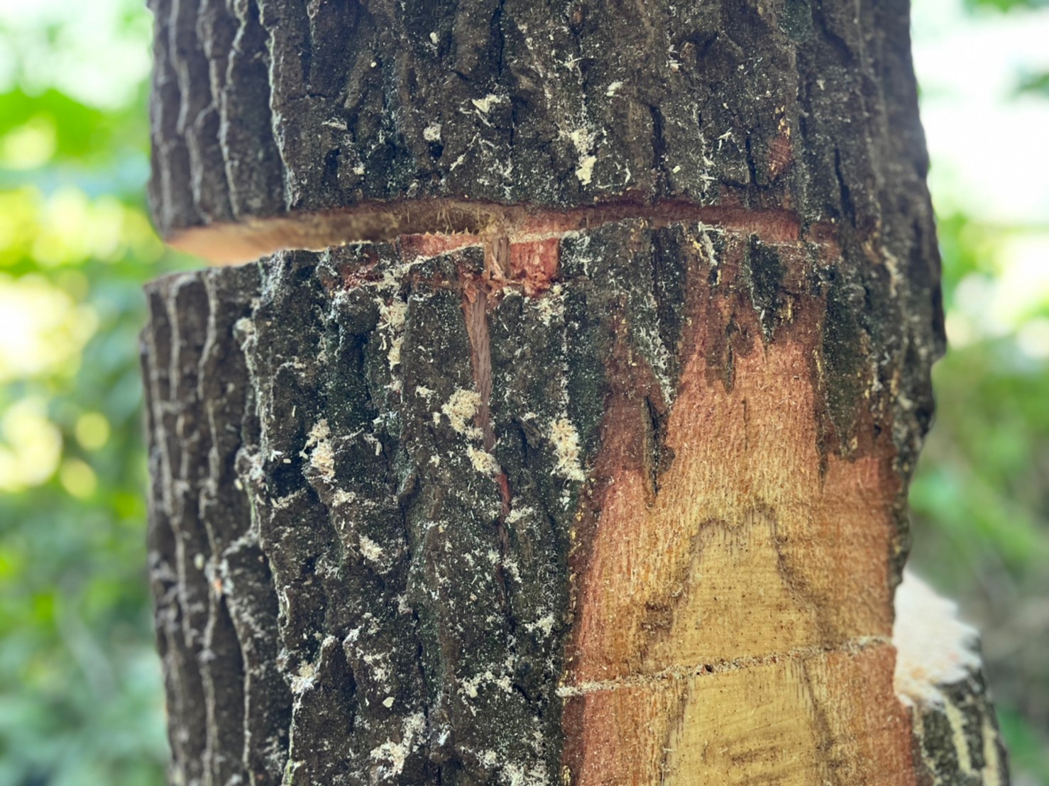 天然楢の木で作成/枝の突起を活かして風変わり＾＾【ミニ薪割り台/インテリア台】 天然楢の木で作成/枝の突起を活かして風変わり＾＾【ミニ